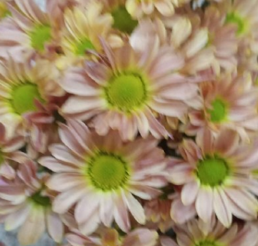 Chrysanthemum santini jason salmon