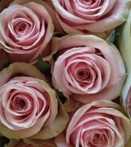 Rose baikal