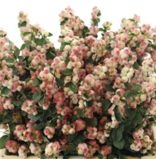 Symphoricarpos red riding hood
