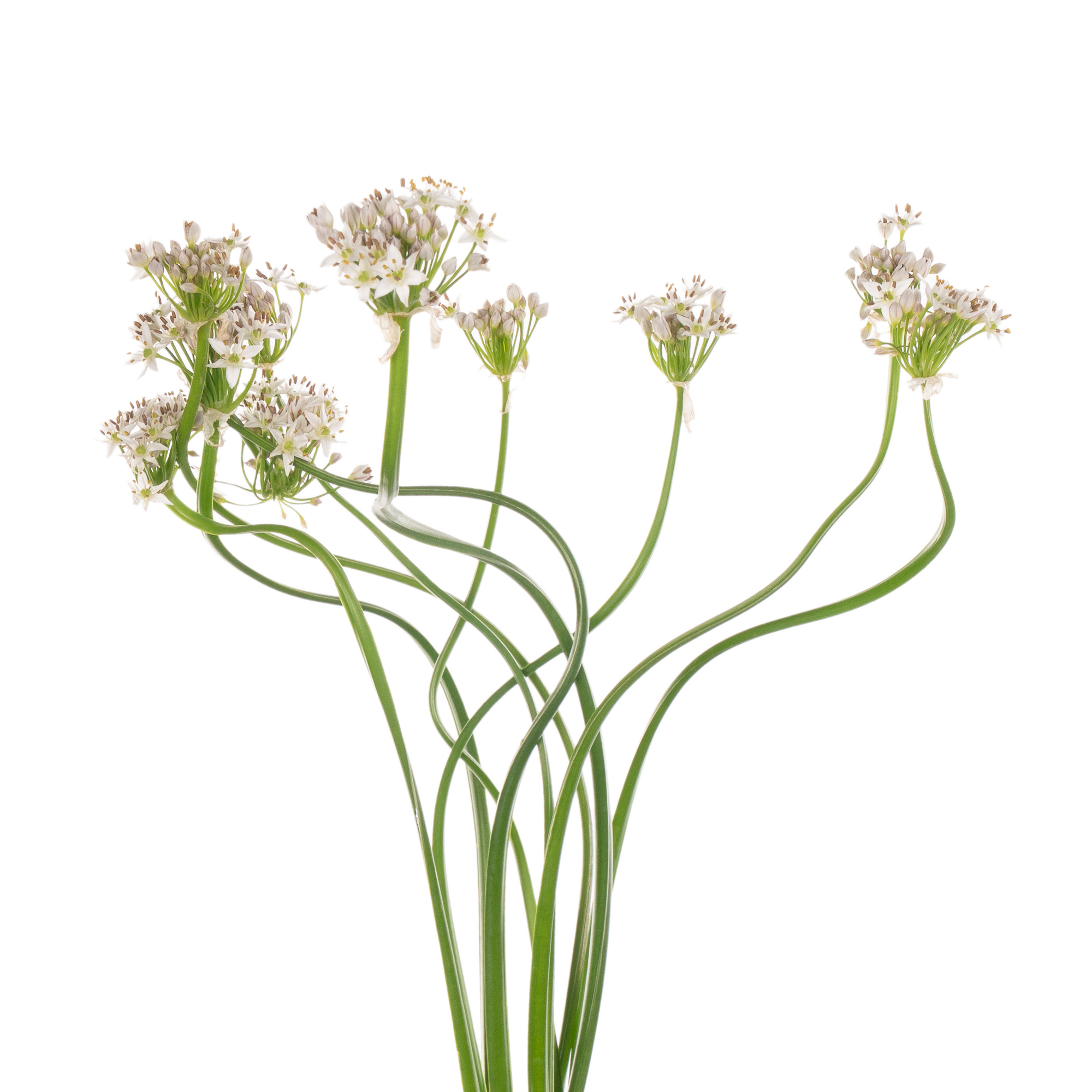 Allium autumn bee attraction