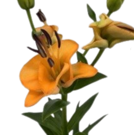 Lilium la-hybrid orange fudge