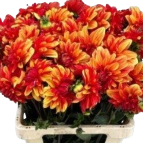 Dahlia japlou