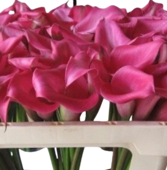 Zantedeschia pink harmony