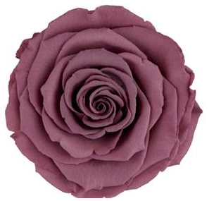 Bud Rose tinted preserved vio 02