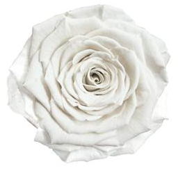 Bud Rose tinted preserved whi 01