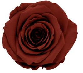 Bud Rose tinted preserved grp 01