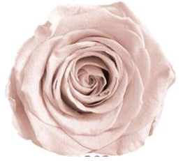 Bud Rose tinted preserved pin 79