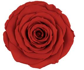 Bud Rose tinted preserved ora 03