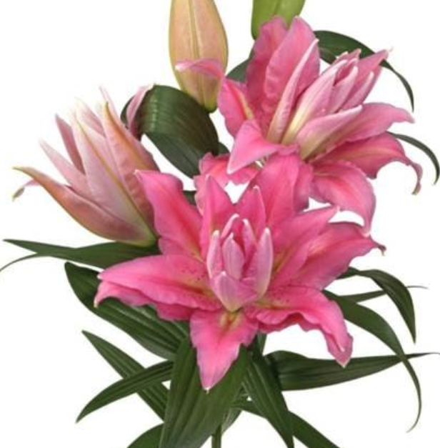 Lilium oriental roselily shamira