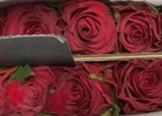 Роза однг наполеон