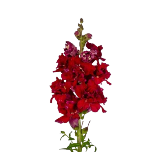 Antirrhinum madame butterfly red