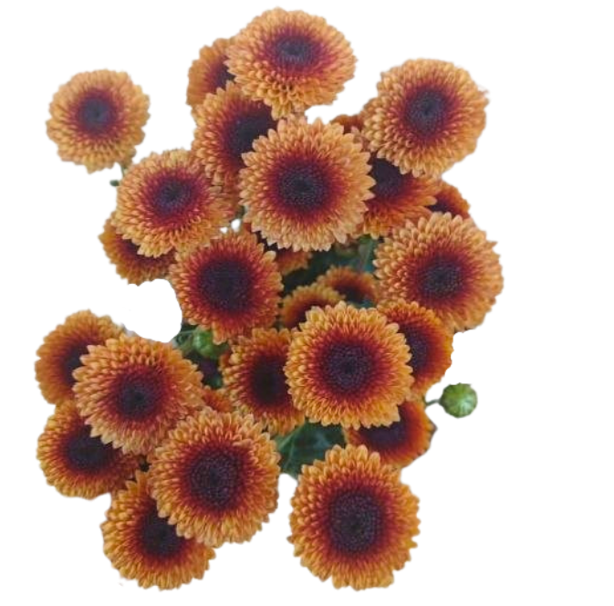 Chrysanthemum santini valerio apricot