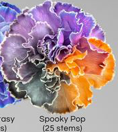 Carnation tinted spooky pop