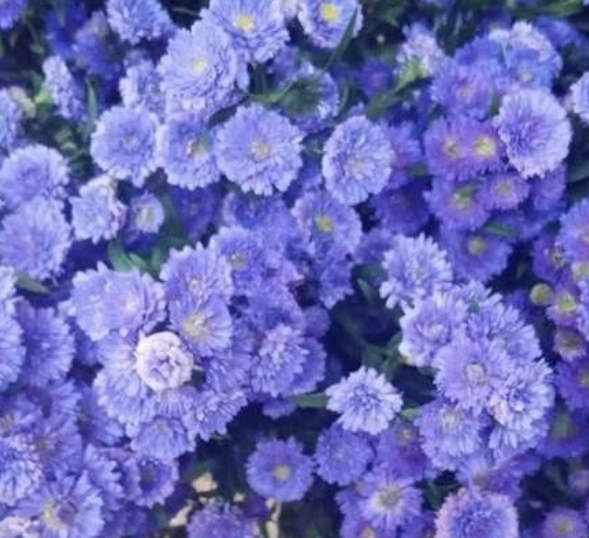 Aster liz