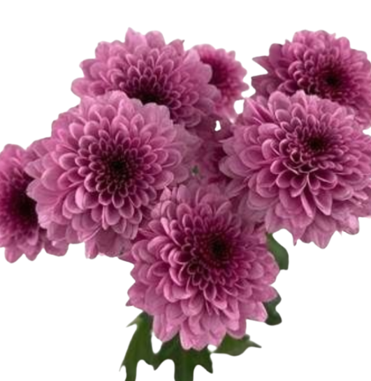 Chrysanthemum spray zavir