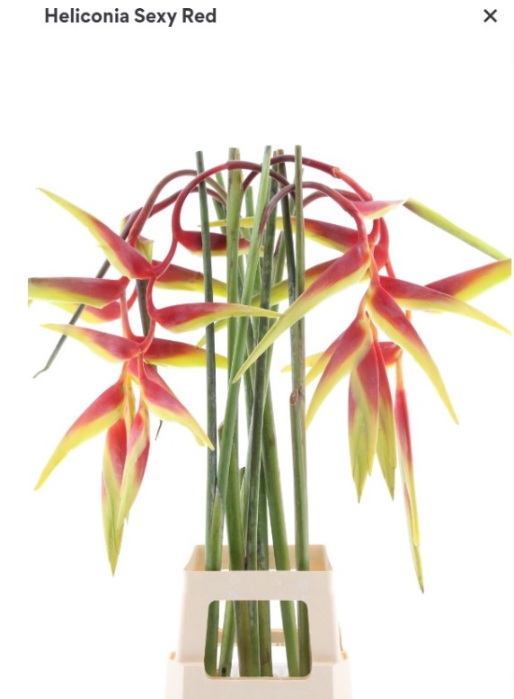 Heliconia sexy red