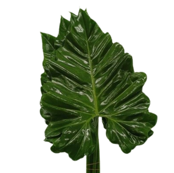 Blad Philodendron subincisum