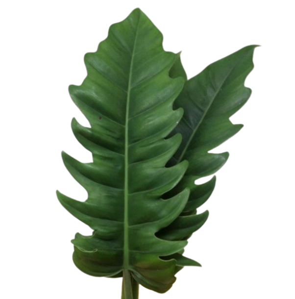 Blad Philodendron narrow