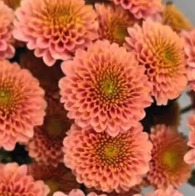 Chrysanthemum spray princess peach