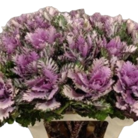 Brassica rigel