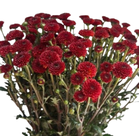 Chrysanthemum santini candy crush red