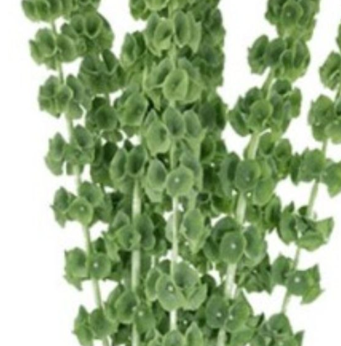 Moluccella bells of ireland