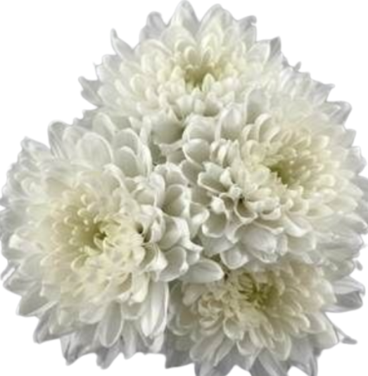 Chrysanthemum spray nordic