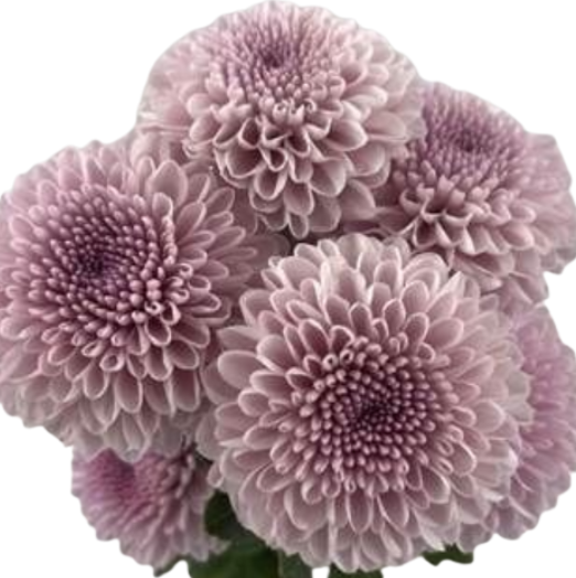 Chrysanthemum spray lovely jessica