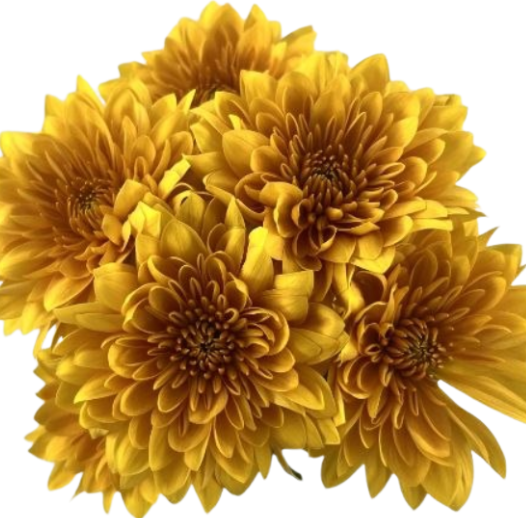 Chrysanthemum spray samadhi