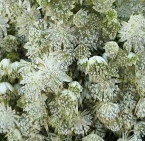 Astrantia sparkling stars white