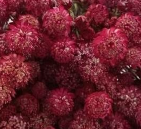 Astrantia diamond red