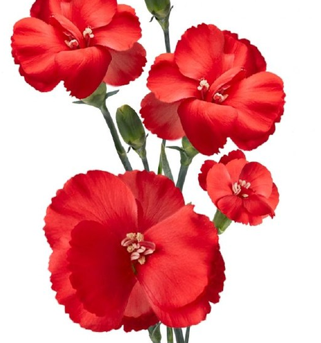 Carnation spray solomio star fly