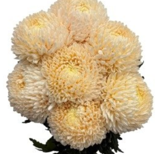 Chrysanthemum tinted pastel orange