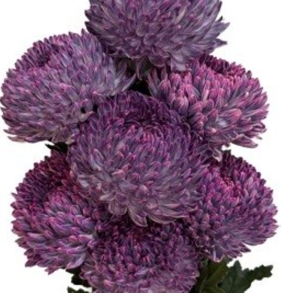 Chrysanthemum tinted black pink
