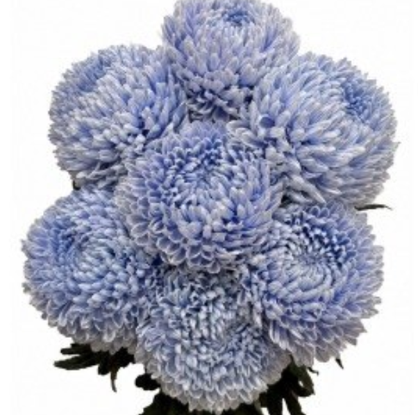Chrysanthemum tinted ice blue