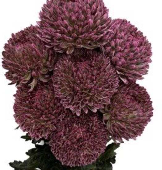 Chrysanthemum tinted olive flame