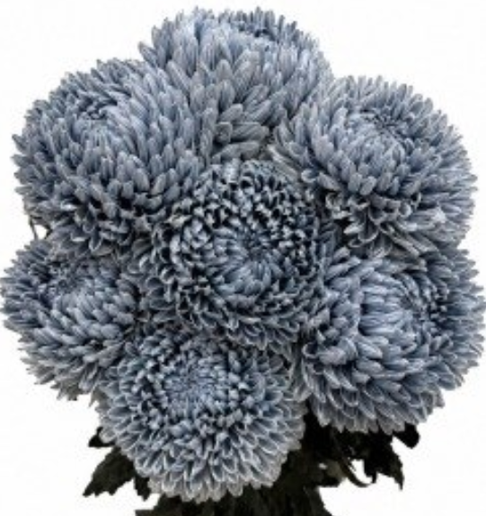 Chrysanthemum tinted pale black eye