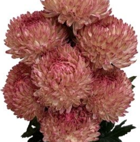Chrysanthemum tinted pink bronze