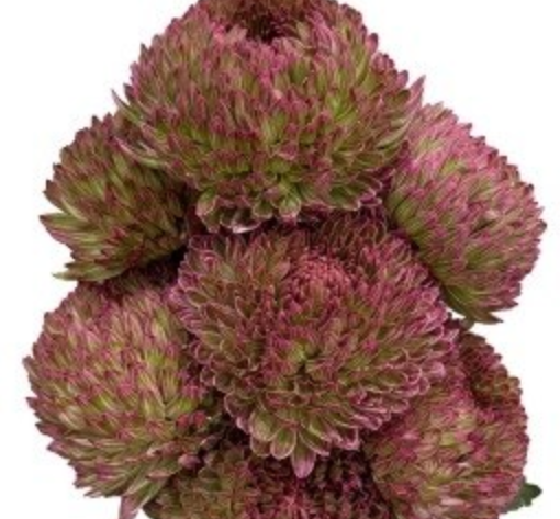 Chrysanthemum tinted sage green shimmer