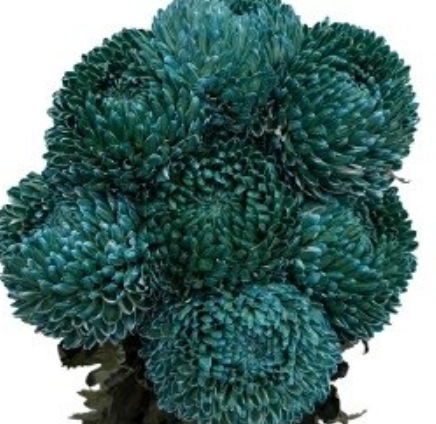 Chrysanthemum tinted sea green