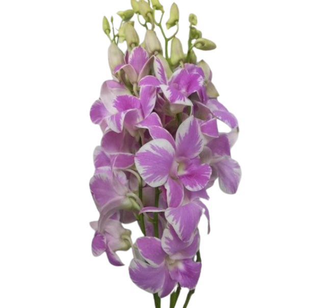 Dendrobium natasya pink