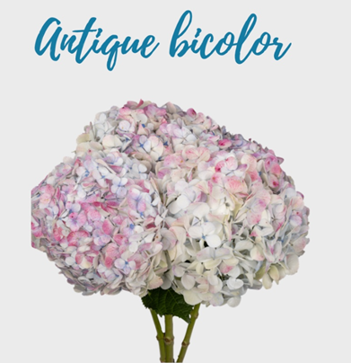 Hydrangea premium antique