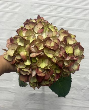 Hydrangea tinted jumbo antique green