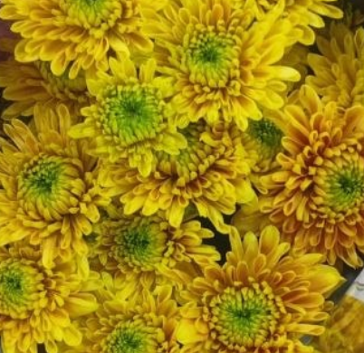 Chrysanthemum spray pristine yellow