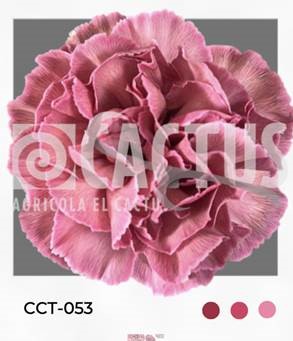 Carnation tinted cct-053