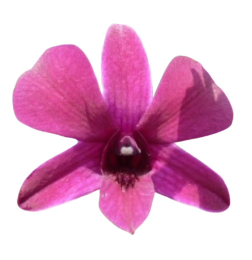 Dendrobium tay swee keng