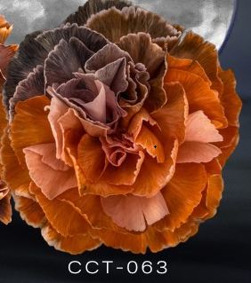 Carnation tinted cct-063