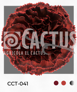 Carnation tinted cct-041