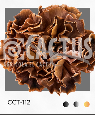 Carnation tinted cct-112