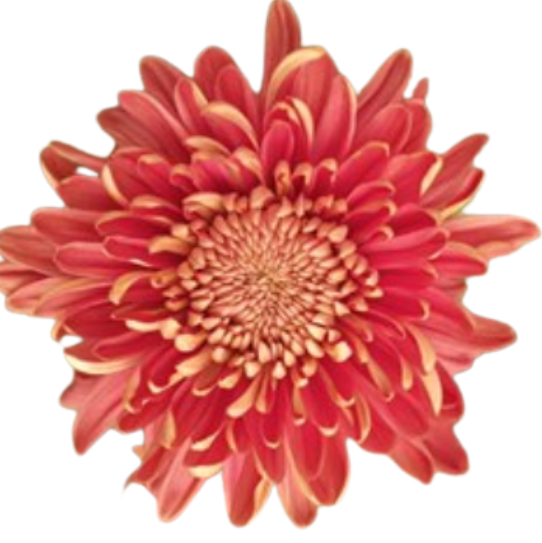Chrysanthemum hornbill coral